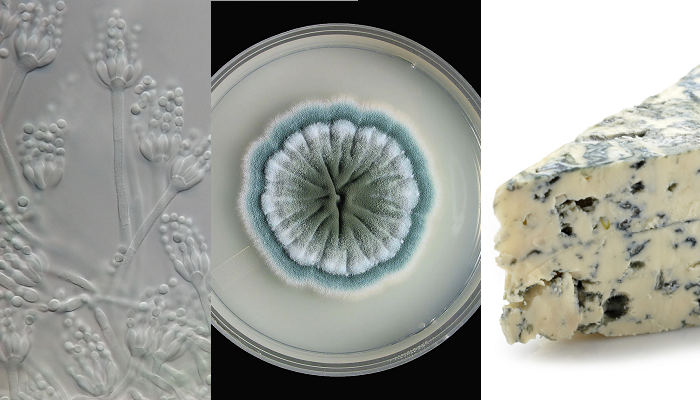 Hongo Penicillium