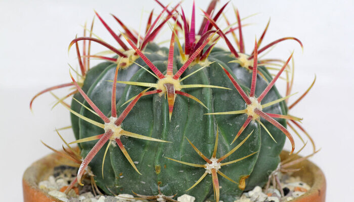 Aceros de un cactus Ferocactus