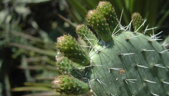 Espinas de cactus Opuntia