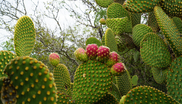 Gloquidios de un cactus Nopal