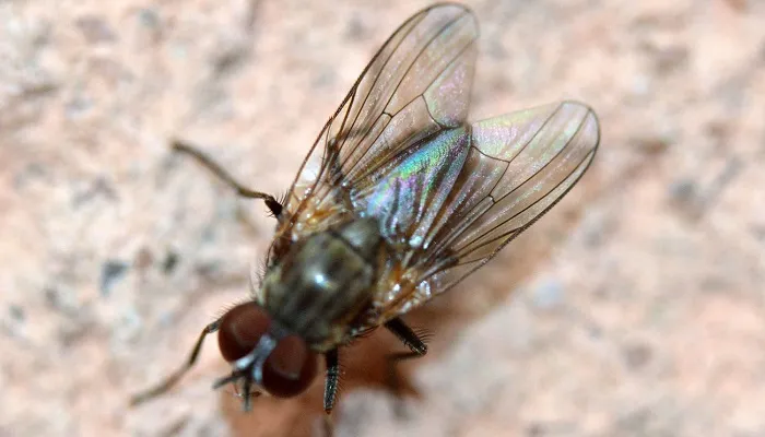 Mosca doméstica menor (Fannia canicularis)