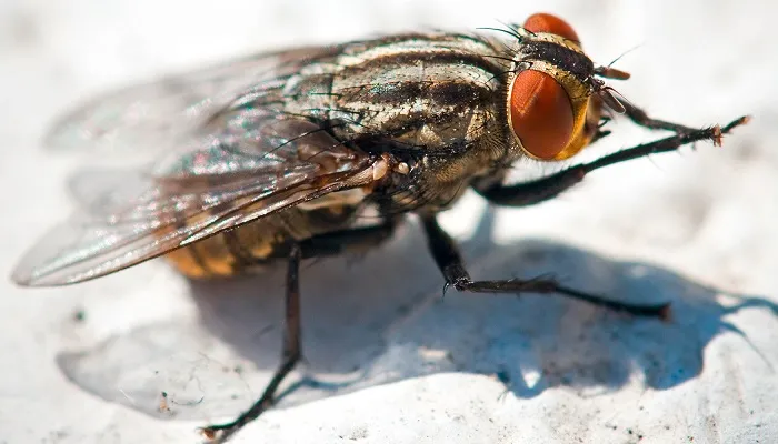 Mosca doméstica común (Musca domestica)