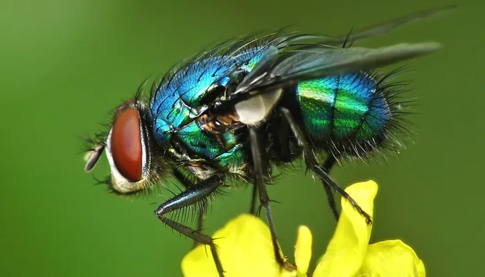 Moscardón (Phaenicia sericata)