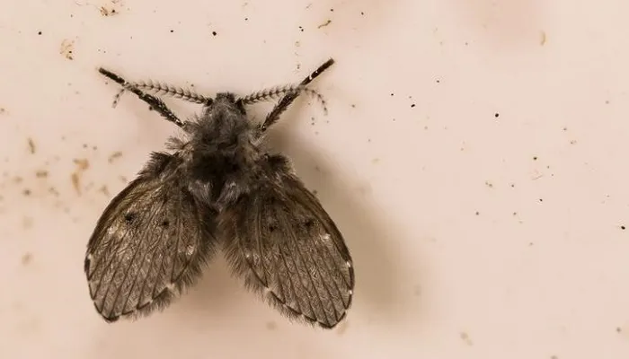 Mosca de la humedad (Psychoda alternata)
