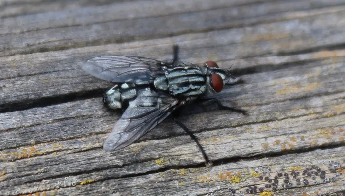 Mosca de la carne (Sarcophaga carnaria)