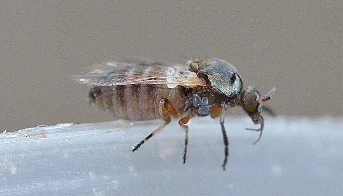 Mosca negra (Simuliidae spp)