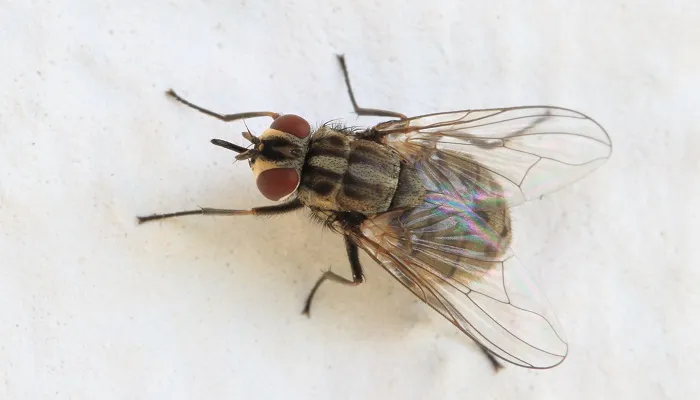 Mosca de los establos (Stomoxys calcitrans)